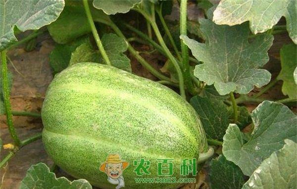 辽阳香瓜种植促增收