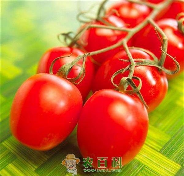 圣女果 圣女果高产妙法—连续摘心