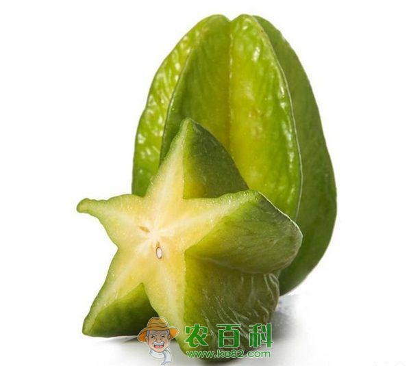 杨桃 盆栽杨桃的管理技术