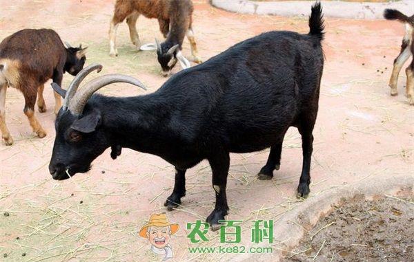 黑山羊常见疾病的治疗
