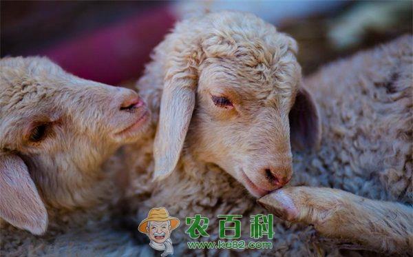 绵羊 绵羊养殖四项技术的应用