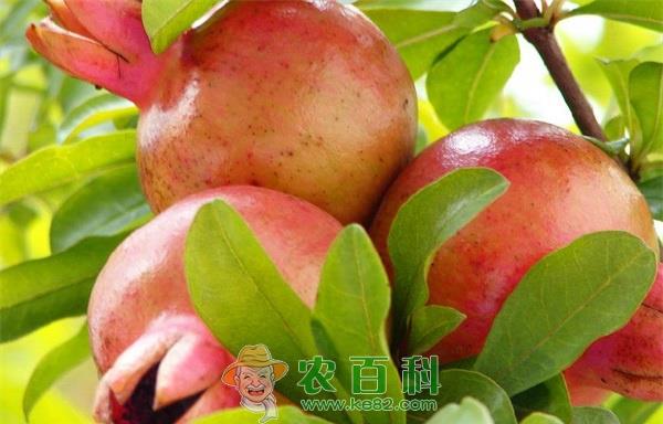 淮北着力将小石榴做成大产业