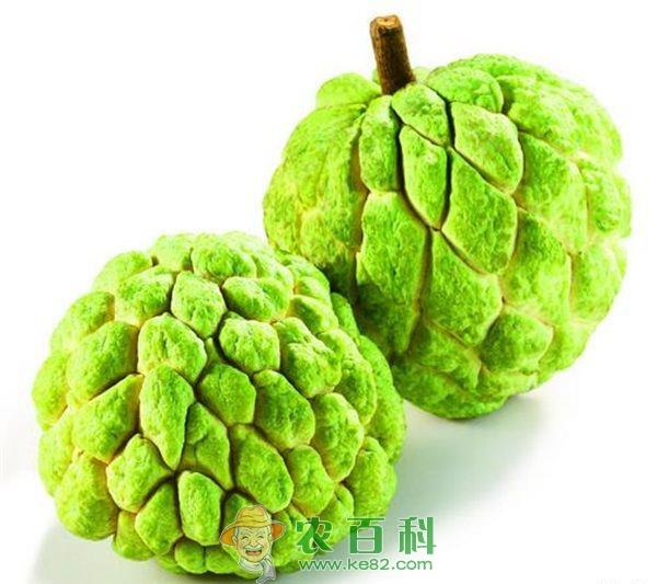 番荔枝 番荔枝上市市场反应良好