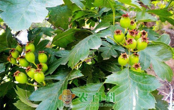 山楂种植的繁殖
