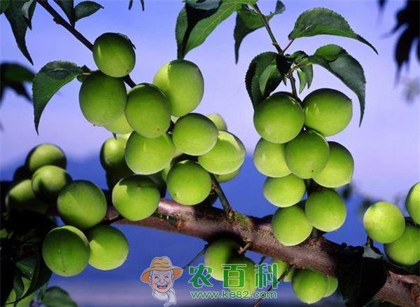 青梅病虫害防治方法