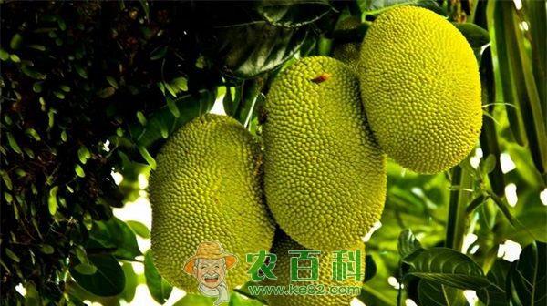 菠萝蜜 菠萝蜜高效农业打造致富增收路