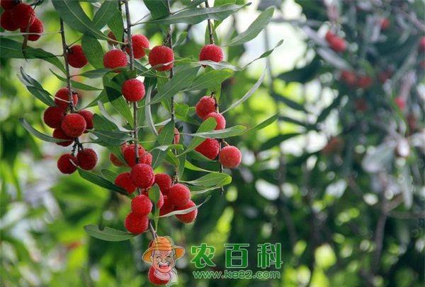 杨梅 小小杨梅果托起村民致富梦