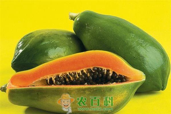 木瓜根腐病防治方法