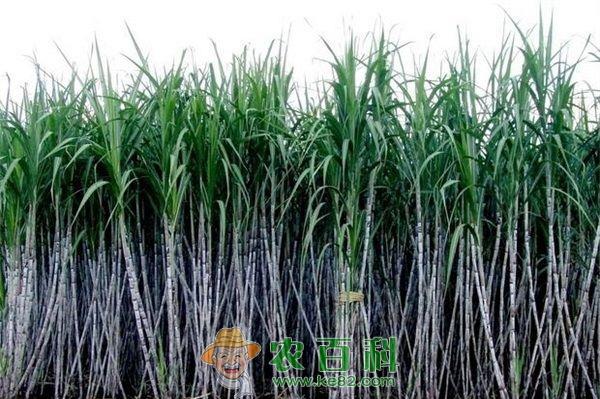 甘蔗新品种---日本蜜蔗