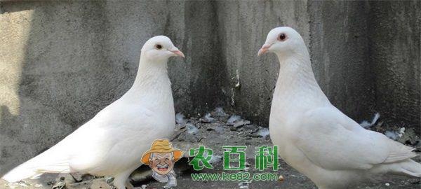平坝落户最大信鸽养殖项目