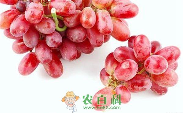 提子 腾冲中和提子种植喜获成功