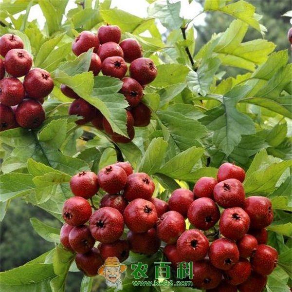 怡达山楂深入布局互联网