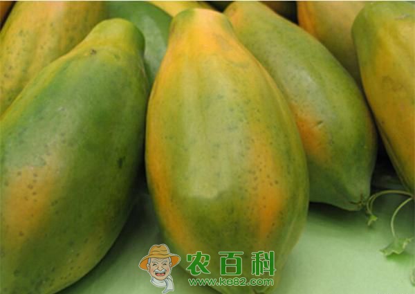 木瓜 木瓜的作用分析