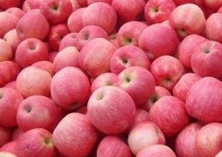 礼县苹果价格逐渐上升