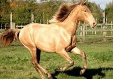 新疆出土2000多年前罕见金色马匹