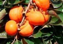 柿子怎样疏蕾疏花疏果