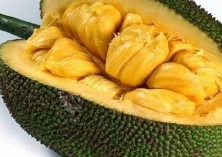 云南菠萝蜜上市