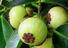 发展山竹种植“钱景”好