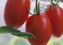 圣女果干的做法