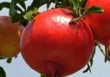 允岭千亩石榴愁销路