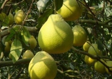 柚子的地窖贮藏技术