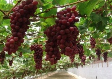 盆栽葡萄种植技术