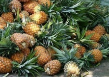 岐花凤梨的养护方法 岐花凤梨的养护方法