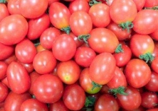 圣女果的扦插育苗技术