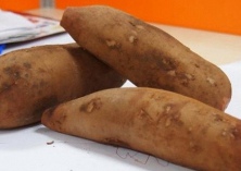 雪莲果的常温储藏