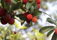 杨梅嫁接有诀窍