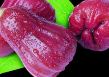 莲雾绿叶蝉防治