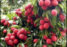 种荔枝产量高