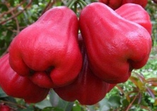 莲雾种植的栽培管理技术