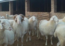 小尾寒羊羔羊快速育肥技术