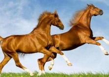 农牧民冬季养马促增收