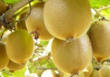 猕猴桃种植的扦插繁殖技术