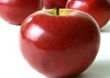 蛇果树腐烂病物理防治方法