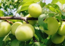 小青梅做出大文章