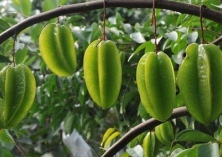 杨桃的贮藏保鲜技术