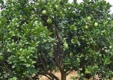 沙田柚子、柑橙的管护