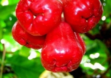 海口两镇打造莲雾基地（村民走上致富路）