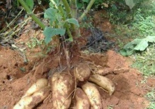 雪莲果病虫害之小地老虎的防治