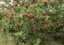 山楂树种植的施肥技巧