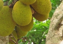 龙眼地套种菠萝蜜营收大增产量高