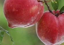 石屏县哨冲镇举办大红桃种植培训