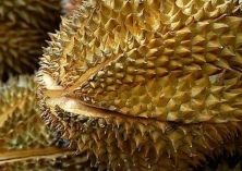 泰国科学家成功培育出无异味榴莲