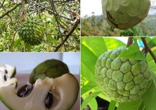 番荔枝的种植技术