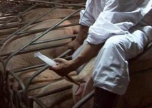 母猪配种时易被忽视的细节