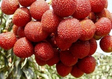 荔枝保鲜原理及技术