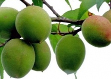 青梅新品种新白梅青梅